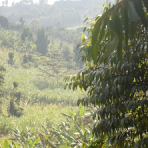 A view of Ruyonza. Farming feel