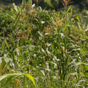 Maize is grown in every household
